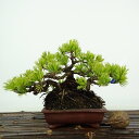 盆栽 松 五葉松 樹高 約11cm ごようまつ Pinus parviflora ゴヨウマツ マツ科 常緑針葉樹 観賞用 小品 現品