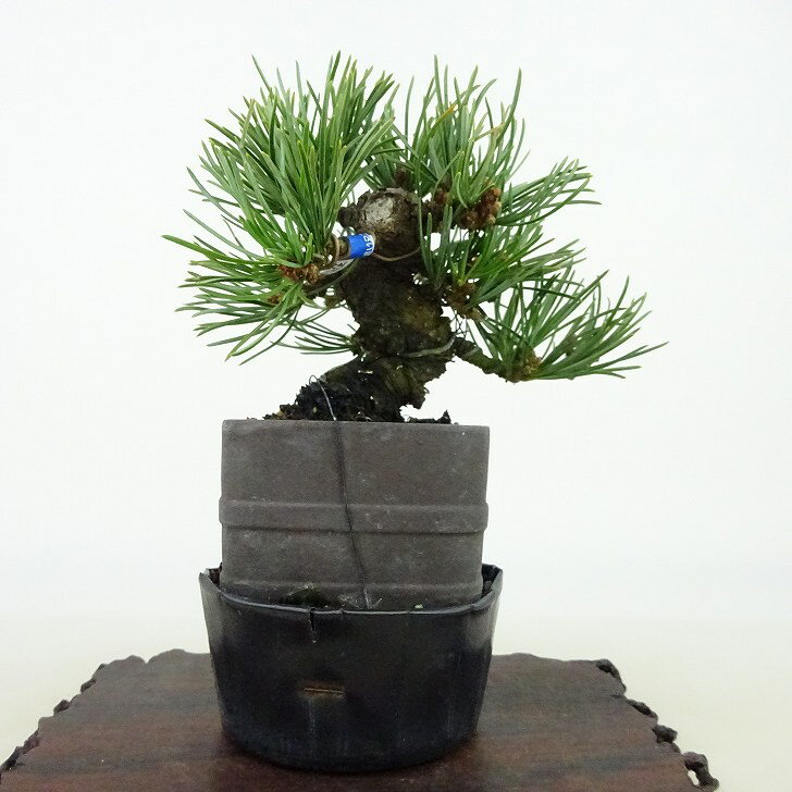 盆栽 松 五葉松 樹高 約9cm ごようまつ Pinus parviflora ゴヨウマツ マツ科 常緑針葉樹 観賞用 小品 現品