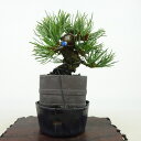 盆栽 松 五葉松 樹高 約9cm ごようまつ Pinus parviflora ゴヨウマツ マツ科 常緑針葉樹 観賞用 小品 現品