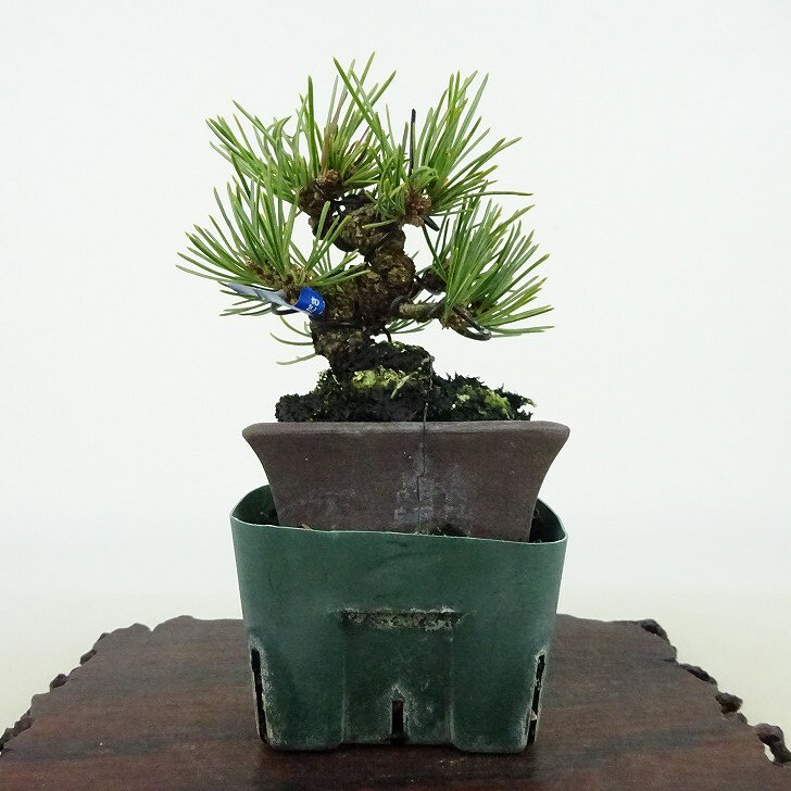 盆栽 松 五葉松 樹高 約9cm ごようまつ Pinus parviflora ゴヨウマツ マツ科 常緑針葉樹 観賞用 小品 現品