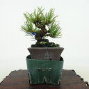 盆栽 松 五葉松 樹高 約9cm ごようまつ Pinus parviflora ゴヨウマツ マツ科 常緑針葉樹 観賞用 小品 現品
