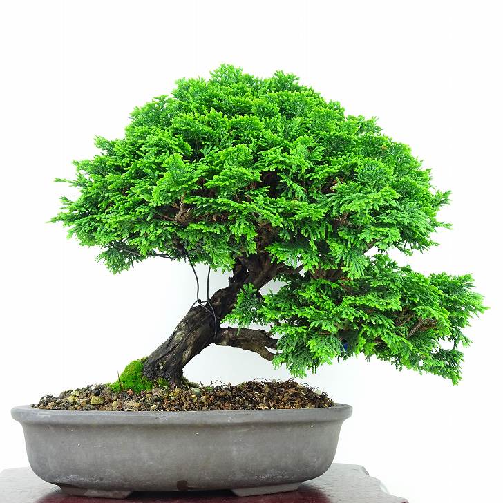 盆栽 桧 津山桧 樹高 25cm つやまひのき Chamaecyparis obtusa ツヤマヒノキ ヒノキ科 常緑樹 観賞用 現品 送料無料