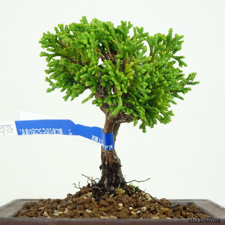 盆栽 桧 樹高 9cm ひのき Chamaecyparis obtusa ヒノキ ヒノキ科 常緑樹 観賞用 小品 現品 2