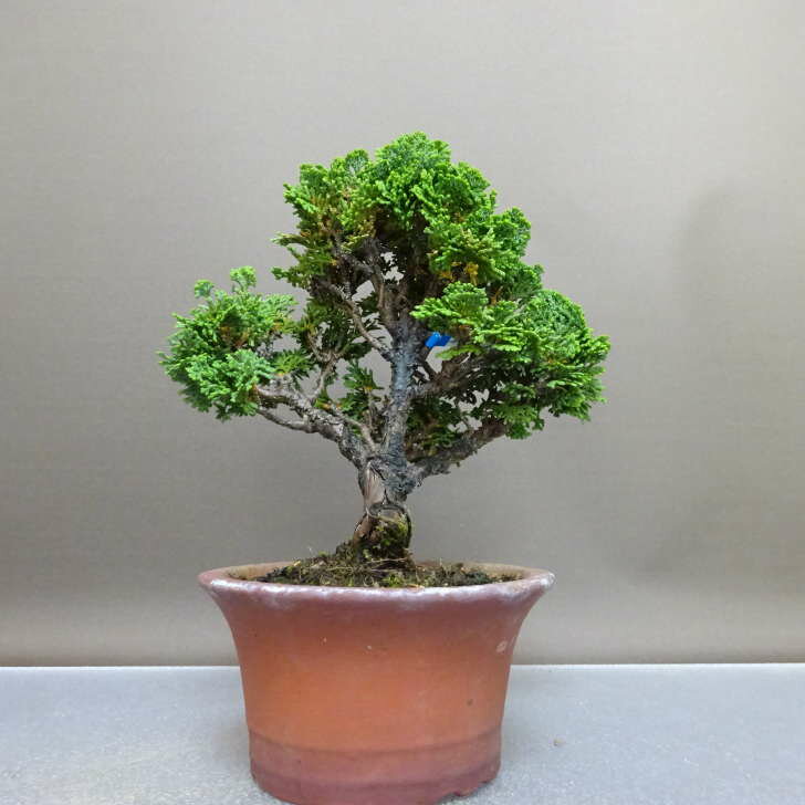 盆栽 桧 津山桧 樹高 約17cm つやまひのき Chamaecyparis obtusa ツヤマヒノキ ヒノキ科 常緑樹 鑑賞 ..