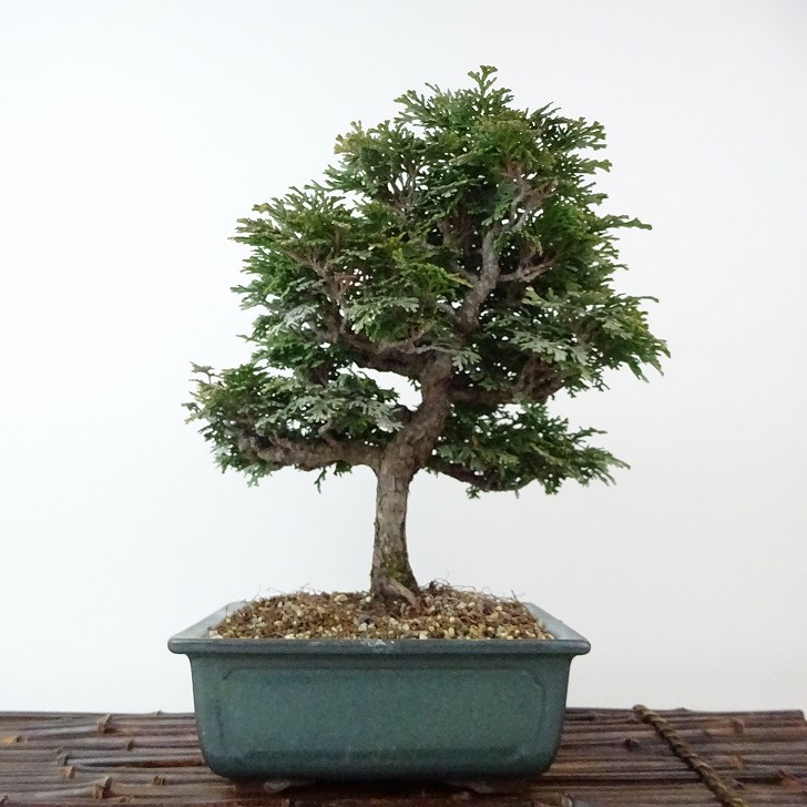 盆栽 桧 津山桧 樹高 約22cm つやまひのき Chamaecyparis obtusa ツヤマヒノキ ヒノキ科 常緑樹 観賞用 現品 送料無料