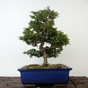 盆栽 桧 津山桧 樹高 約27cm つやまひのき Chamaecyparis obtusa ツヤマヒノキ ヒノキ科 常緑樹 観賞用 現品 送料無料