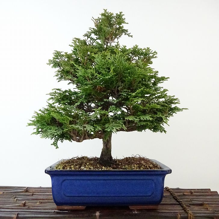 盆栽 桧 津山桧 樹高 約27cm つやまひのき Chamaecyparis obtusa ツヤマヒノキ ヒノキ科 常緑樹 観賞用 現品 送料無料