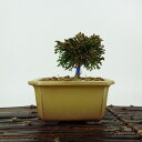 盆栽 桧 連山桧 樹高 約7cm ひのき Chamaecyparis obtuse ヒノキ ヒノキ科 常緑樹 観賞用 小品 現品 送料無料