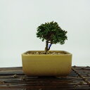 盆栽 桧 連山桧 樹高 約7cm ひのき Chamaecyparis obtuse ヒノキ ヒノキ科 常緑樹 観賞用 小品 現品 送料無料