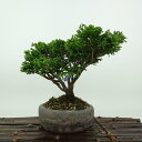 盆栽 桧 津山桧 樹高 約17cm つやまひのき Chamaecyparis obtusa ツヤマヒノキ ヒノキ科 常緑樹 観賞用 小品 現品 送料無料