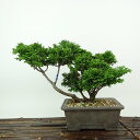 盆栽 桧 津山桧 樹高 約17cm つやまひのき Chamaecyparis obtusa ツヤマヒノキ ヒノキ科 常緑樹 観賞用 小品 現品 送料無料