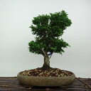 盆栽 桧 津山桧 樹高 約28cm つやまひのき Chamaecyparis obtusa ツヤマヒノキ ヒノキ科 常緑樹 観賞用 現品 送料無料