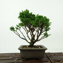 盆栽 桧 津山桧 樹高 約14cm つやまひのき Chamaecyparis obtusa ツヤマヒノキ ヒノキ科 常緑樹 観賞用 小品 現品 送料無料