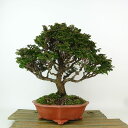 盆栽 桧 津山桧 樹高 約23cm つやまひのき Chamaecyparis obtusa ツヤマヒノキ ヒノキ科 常緑樹 観賞用 現品