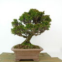 盆栽 桧 津山桧 樹高 約21cm つやまひのき Chamaecyparis obtusa ツヤマヒノキ ヒノキ科 常緑樹 観賞用 現品