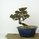 盆栽 桧 樹高 約15cm ひのき 檜 Chamaecyparis ヒノキ ヒノキ科 常緑樹 観賞用 小品 現品 送料無料