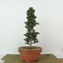 盆栽 桧 石化桧 樹高 約23cm せっかひのき Chamaecyparis obtusa セッカヒノキ ヒノキ科 常緑樹 観賞用 現品