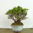 盆栽 桧 津山桧 樹高 約13cm つやまひのき Chamaecyparis obtusa ツヤマヒノキ ヒノキ科 常緑樹 観賞用 小品 現品 送料無料