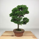 盆栽 桧 津山桧 樹高 約30cm つやまひのき Chamaecyparis obtusa ツヤマヒノキ ヒノキ科 常緑樹 観賞用 現品 送料無料