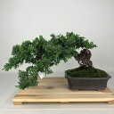 盆栽 桧 津山桧 樹高 約17cm つやまひのき Chamaecyparis obtusa ツヤマヒノキ ヒノキ科 常緑樹 観賞用 小品 現品