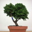 盆栽 桧 津山桧 樹高 約16cm つやまひのき Chamaecyparis obtusa ツヤマヒノキ ヒノキ科 常緑樹 観賞用 小品 現品 送料無料