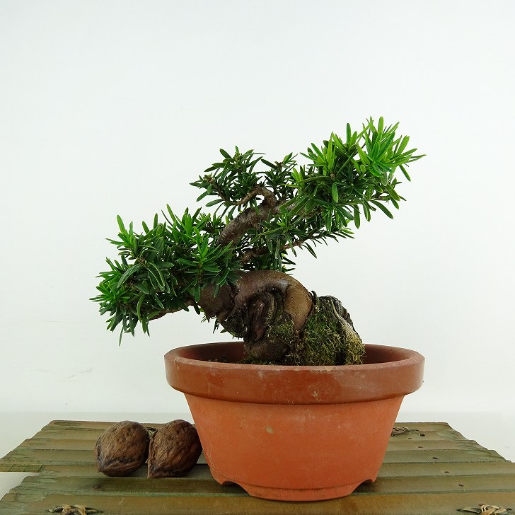 盆栽 一位 樹高 11cm いちい Taxus cuspidata イチイ イチイ科 常緑針葉樹 観賞用 小品 現品