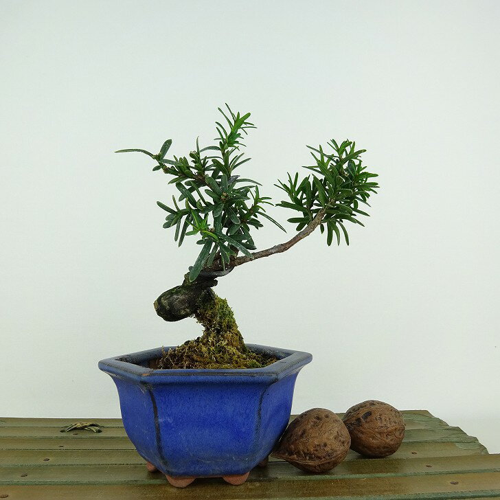 盆栽 一位 樹高 約12cm いちい Taxus cuspidata イチイ イチイ科 常緑針葉樹 観賞用 小品 現品 送料無料