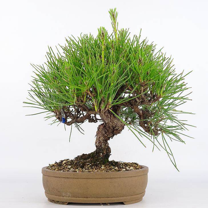 盆栽 松 黒松 樹高 24cm くろまつ Pinus thunbergii クロマツ マツ科 常緑針葉樹 観賞用 現品 送料無料