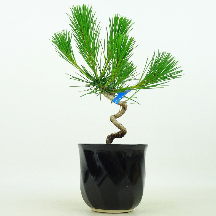 盆栽 松 黒松 樹高 22cm くろまつ Pinus thunbergii クロマツ マツ科 常緑針葉樹 観賞用 現品