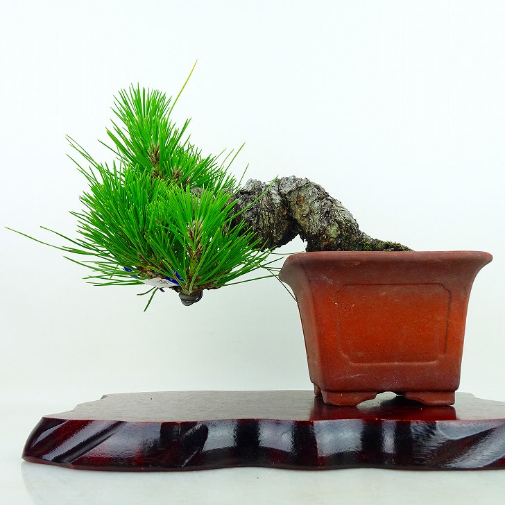 盆栽 松 黒松 樹高 上下 20cm くろまつ Pinus thunbergii クロマツ マツ科 常緑針葉樹 観賞用 小品 現品 送料無料
