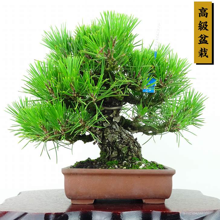 盆栽 松 黒松 樹高 20cm くろまつ 高級盆栽 Pinus thunbergii クロマツ マツ科 常緑針葉樹 観賞用 小品 現品 送料無料