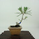 盆栽 松 黒松 樹高 約11cm くろまつ Pinus thunbergii クロマツ マツ科 常緑針葉樹 観賞用 小品 現品
