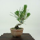 盆栽 松 黒松 樹高 約12cm くろまつ Pinus thunbergii クロマツ マツ科 常緑針葉樹 観賞用 小品 現品