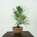 盆栽 松 黒松 樹高 約13cm くろまつ Pinus thunbergii クロマツ マツ科 常緑針葉樹 観賞用 小品 現品