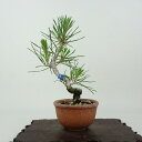 盆栽 松 黒松 樹高 約14cm くろまつ Pinus thunbergii クロマツ マツ科 常緑針葉樹 観賞用 小品 現品