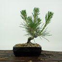 盆栽 松 黒松 樹高 約15cm くろまつ Pinus thunbergii クロマツ マツ科 常緑針葉樹 観賞用 小品 現品 送料無料