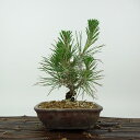 盆栽 松 黒松 樹高 約14cm くろまつ Pinus thunbergii クロマツ マツ科 常緑針葉樹 観賞用 小品 現品 送料無料