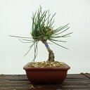盆栽 松 黒松 扇松 樹高 約16cm くろまつ Pinus thunbergii クロマツ 石化黒松 マツ科 常緑針葉樹 観賞用 小品 現品 送料無料