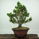 盆栽 松 黒松 千寿丸 樹高 約33cm くろまつ Pinus thunbergii クロマツ マツ科 常緑針葉樹 観賞用 現品