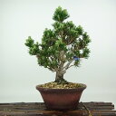 盆栽 松 黒松 千寿丸 樹高 約30cm くろまつ Pinus thunbergii クロマツ マツ科 常緑針葉樹 観賞用 現品