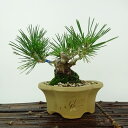 盆栽 松 黒松 樹高 約11cm くろまつ Pinus thunbergii クロマツ マツ科 常緑針葉樹 観賞用 小品 現品 送料無料