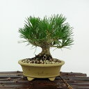 盆栽 松 黒松 樹高 約13cm くろまつ Pinus thunbergii クロマツ マツ科 常緑針葉樹 観賞用 小品 現品 送料無料