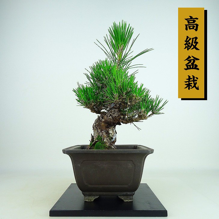 盆栽 松 黒松 瑞宝 樹高 約19cm くろまつ 高級盆栽 Pinus thunbergii クロマツ マツ科 常緑針葉樹 観賞用 小品 現品 送料無料