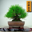 盆栽 松 黒松 樹高 約20cm くろまつ 高級盆栽 Pinus thunbergii クロマツ マツ科 常緑針葉樹 観賞用 小品 現品