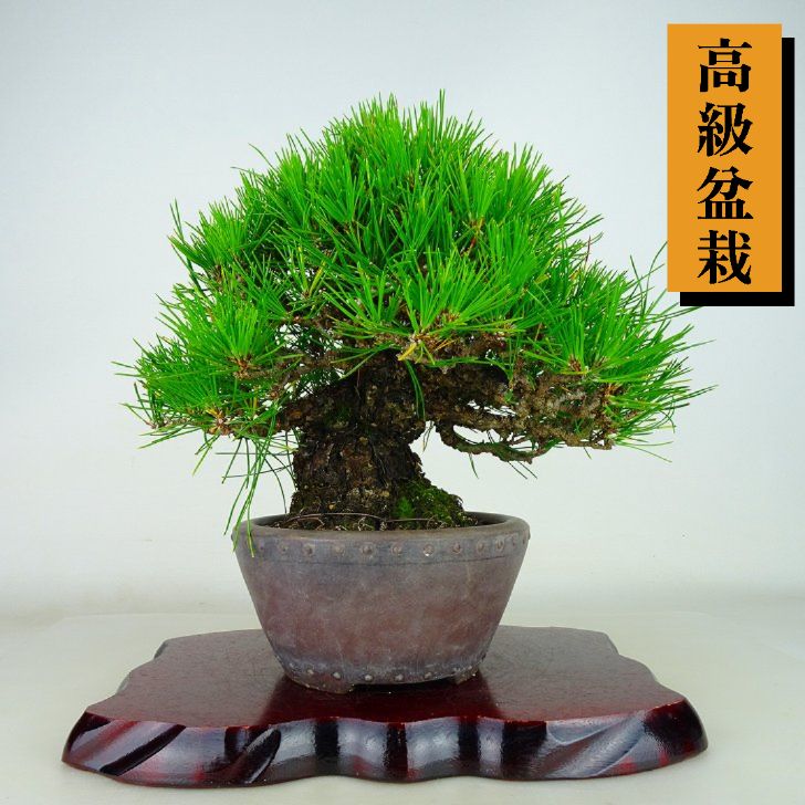 ߺ    23cm ޤ ߺ Pinus thunbergii ޥ ޥĲ пռ Ѿ 