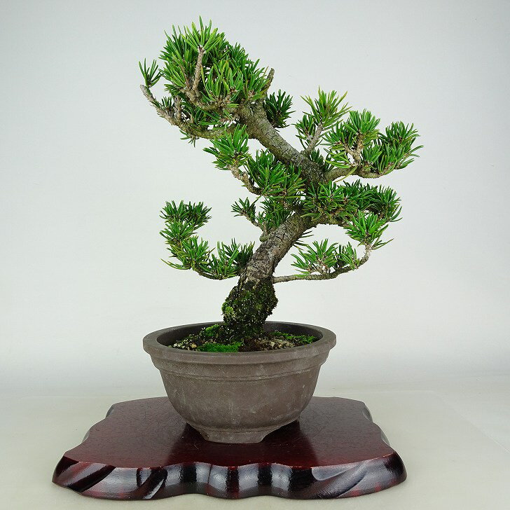 盆栽 松 寸松 黒松 樹高 約31cm くろまつ Pinus thunbergii クロマツ マツ科 常緑針葉樹 観賞用 現品