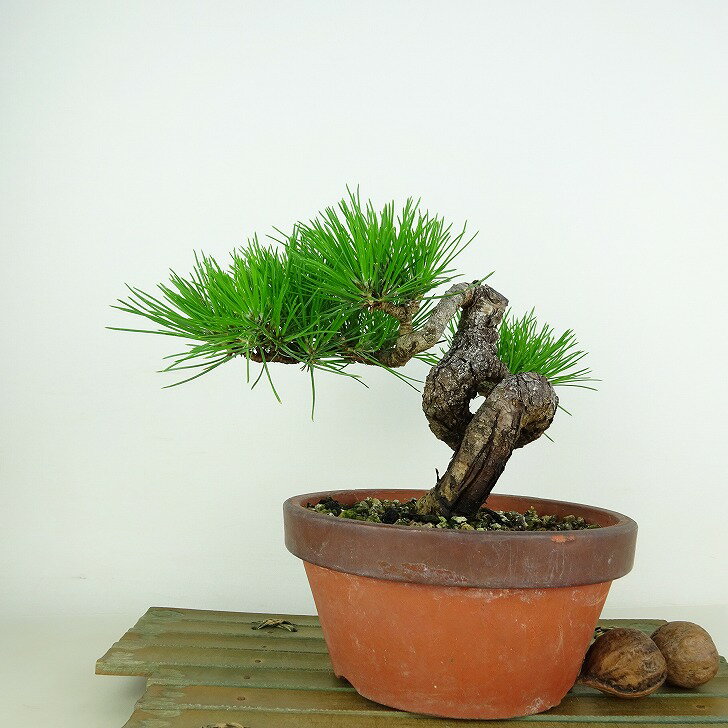 盆栽 松 黒松 樹高 約14cm くろまつ Pinus thunbergii クロマツ マツ科 常緑針葉樹 観賞用 小品 現品 送料無料