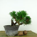 ~     9cm ܂ Pinus thunbergii N}c  }c ΐjt Ϗܗp i i 