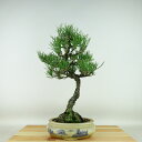 盆栽 松 黒松 樹高 約35cm くろまつ Pinus thunbergii クロマツ マツ科 常緑針葉樹 観賞用 現品