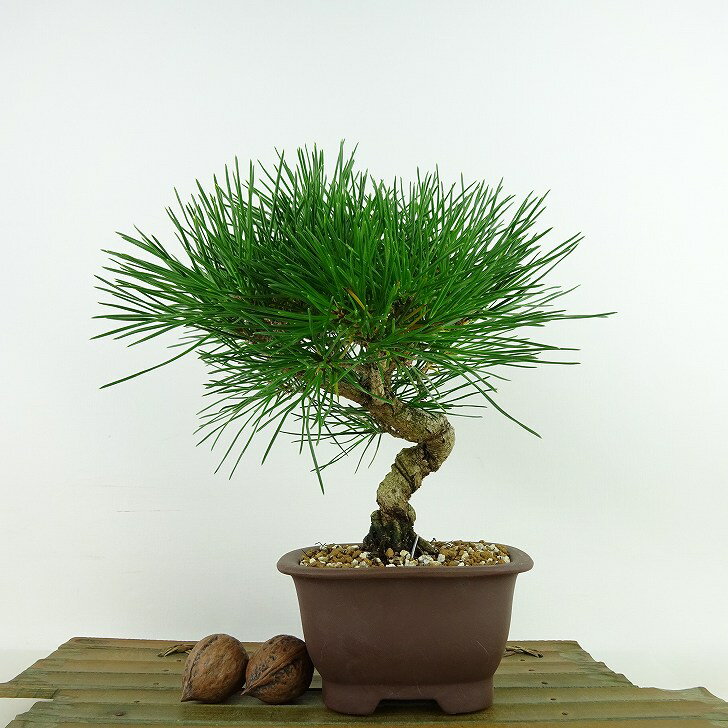 盆栽 松 黒松 樹高 約19cm くろまつ Pinus thunbergii クロマツ マツ科 常緑樹 観賞用 小品 現品